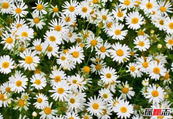 十二星座的守護花是什么?盤(pán)點(diǎn)十二星座守護花(附圖)