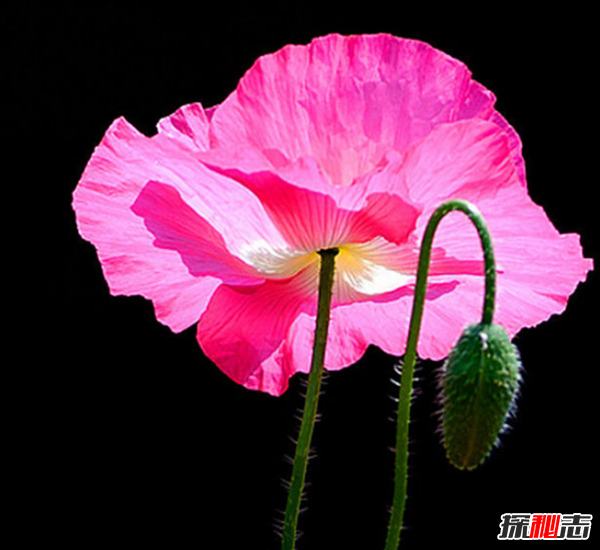 十二星座的守護花是什么?盤(pán)點(diǎn)十二星座守護花(附圖)