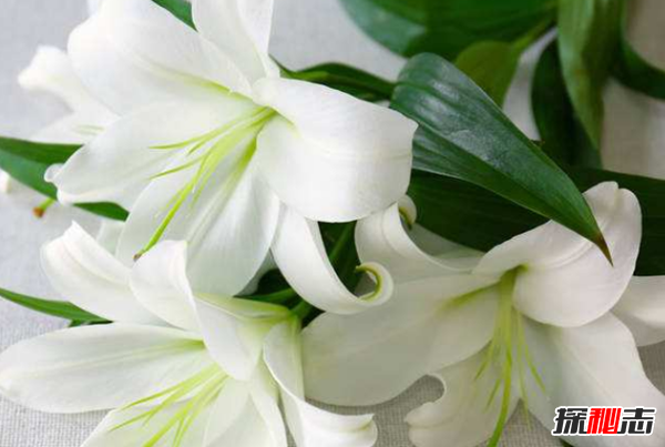 十二星座的守護花是什么?盤(pán)點(diǎn)十二星座守護花(附圖)