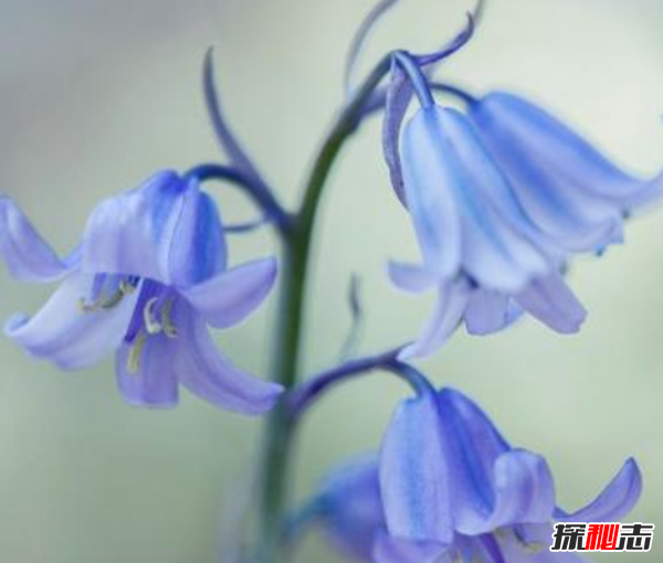 十二星座的守護花是什么?盤(pán)點(diǎn)十二星座守護花(附圖)