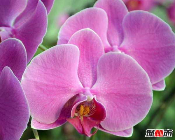 十二星座的守護花是什么?盤(pán)點(diǎn)十二星座守護花(附圖)