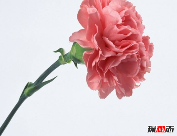 十二星座的守護花是什么?盤(pán)點(diǎn)十二星座守護花(附圖)