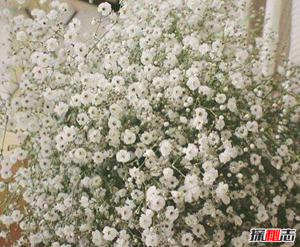 十二星座的守護花是什么?盤(pán)點(diǎn)十二星座守護花(附圖)