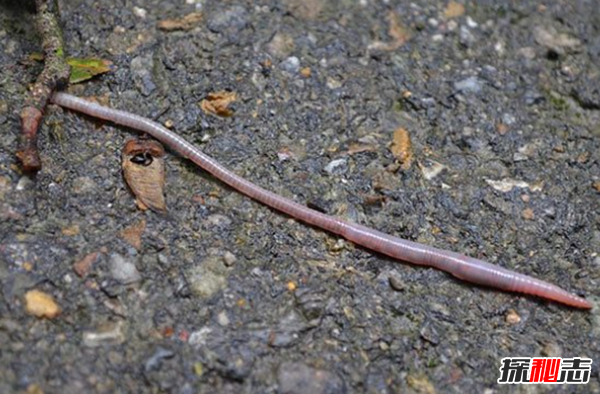 十個(gè)恐怖的真實(shí)醫學(xué)故事,你能堅持看完嗎?(令人不安