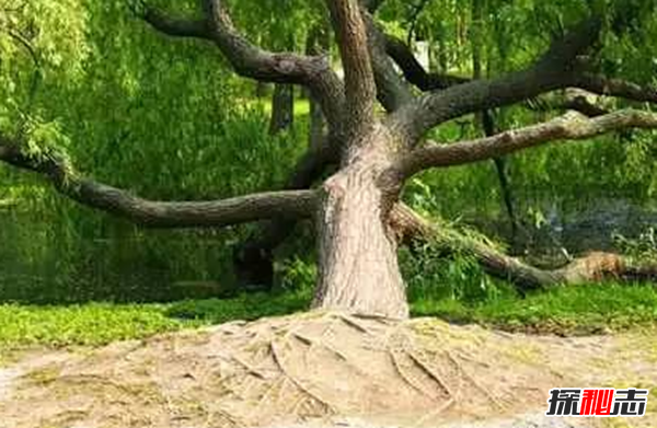 食人柳真吃人?莫昆斯克發(fā)現4000多年的食人柳(100米內勿靠近)
