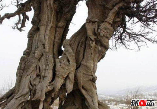 食人柳真吃人?莫昆斯克發(fā)現4000多年的食人柳(100米內勿靠近)