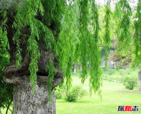 食人柳真吃人?莫昆斯克發(fā)現4000多年的食人柳(100米內勿靠近)