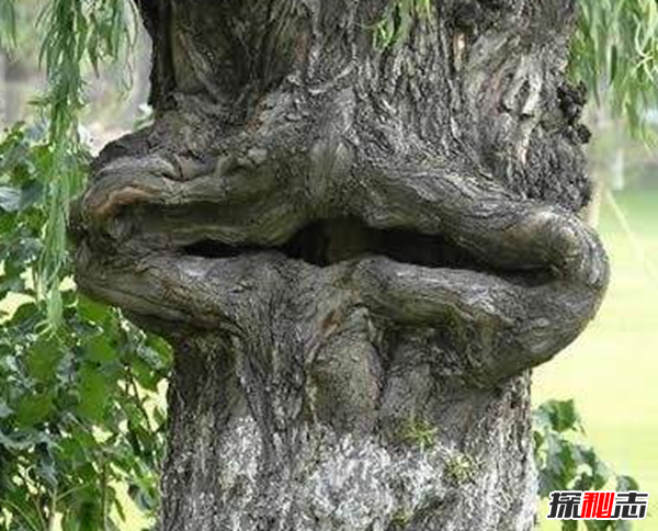 食人柳真吃人?莫昆斯克發(fā)現4000多年的食人柳(100米內勿靠近)