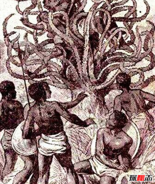 食人柳真吃人?莫昆斯克發(fā)現4000多年的食人柳(100米內勿靠近)