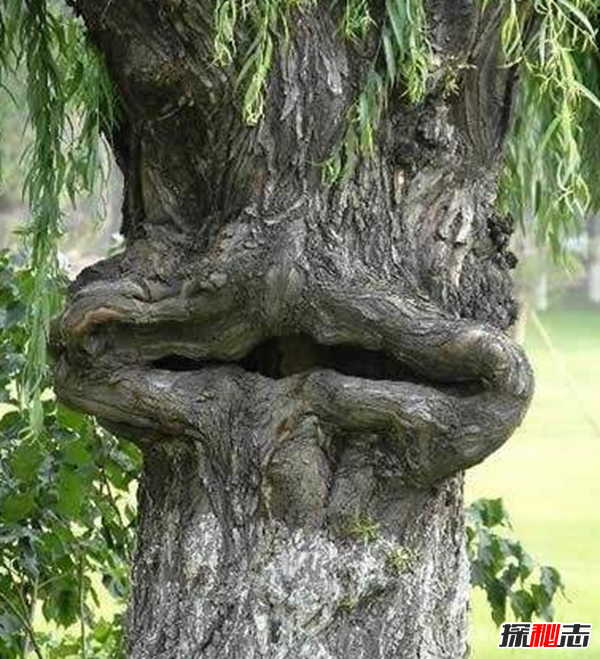 食人柳真吃人?莫昆斯克發(fā)現4000多年的食人柳(100米內勿靠近)