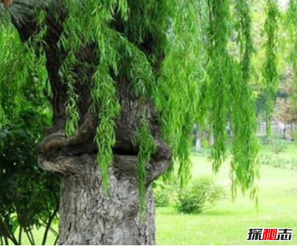 食人柳真吃人?莫昆斯克發(fā)現4000多年的食人柳(100米內勿靠近)