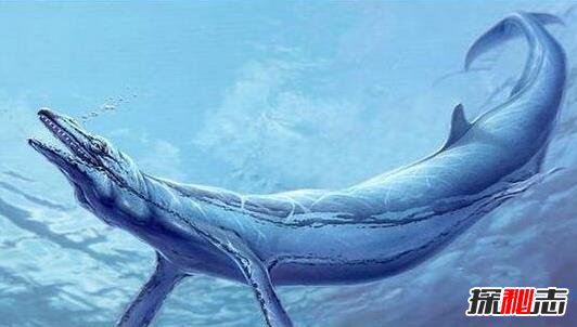 史前第一可怕巨獸, 龍王鯨vs巨齒鯊誰(shuí)才是最厲害的?