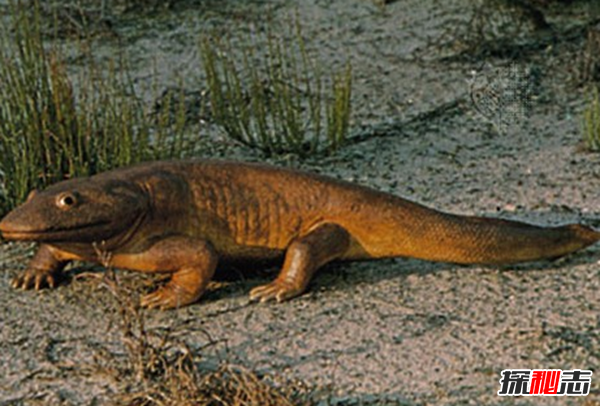 史前最恐怖的10種生物 第十有四層樓高,第四統治海洋1.3億年