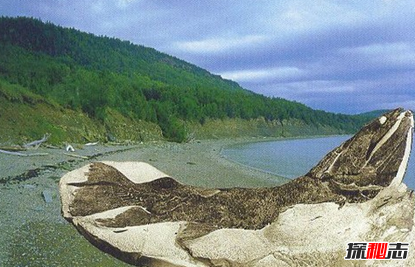 史前最恐怖的10種生物 第十有四層樓高,第四統治海洋1.3億年