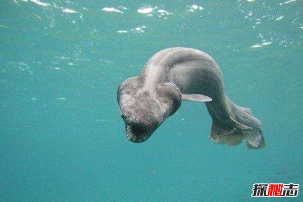 神秘動(dòng)物青蛙