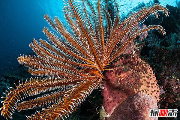 神秘動(dòng)物青蛙