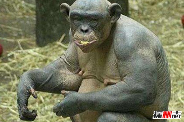 神秘動(dòng)物青蛙