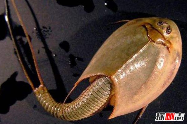 神秘動(dòng)物青蛙