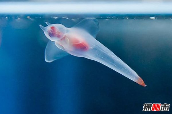 神秘動(dòng)物青蛙