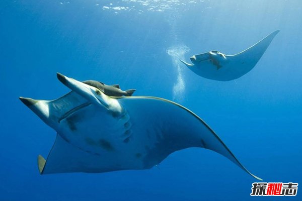 神秘動(dòng)物青蛙