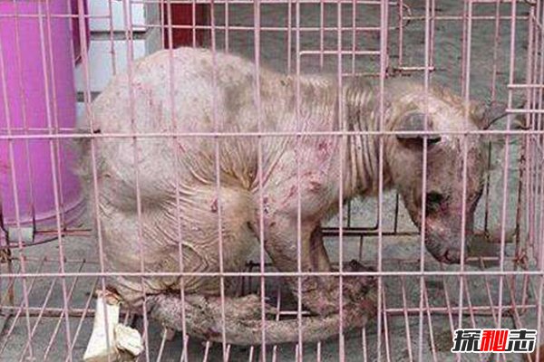 神秘動(dòng)物青蛙