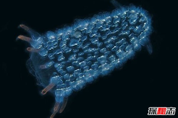 神秘動(dòng)物青蛙