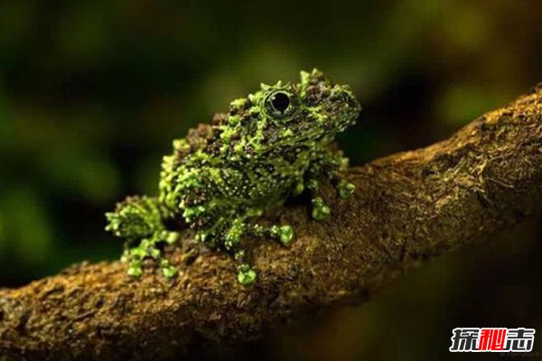 神秘動(dòng)物青蛙
