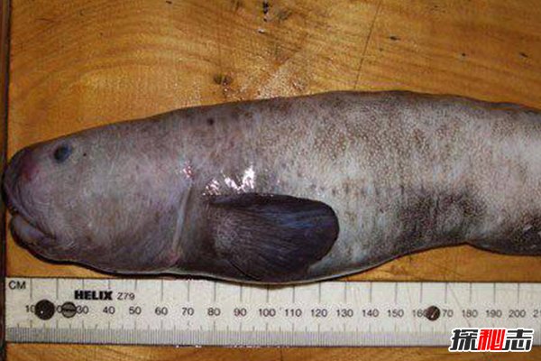 神秘動(dòng)物青蛙