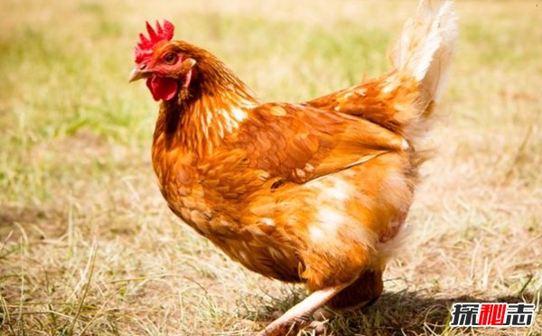 史上最不可思議的十大恐懼癥 沒(méi)有人能接受的了(震驚)