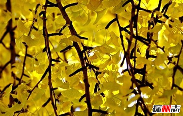 史上最不可思議的十大恐懼癥 沒(méi)有人能接受的了(震驚)