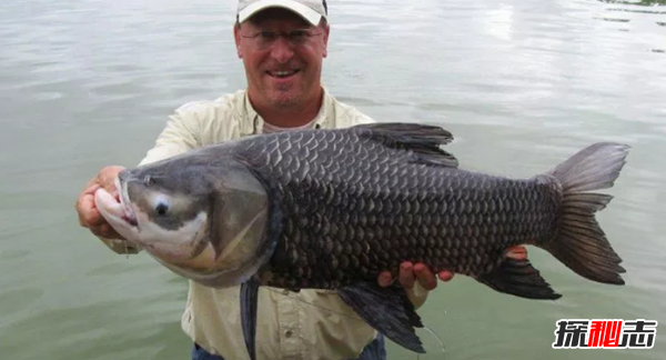 史上最可怕的十種魚(yú)類(lèi) 第四、第八能改變性別(均已捕獲)