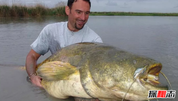 史上最可怕的十種魚(yú)類(lèi) 第四、第八能改變性別(均已捕獲)