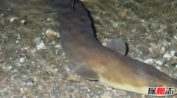 史上最可怕的十種魚(yú)類(lèi) 第四、第八能改變性別(均已捕獲)