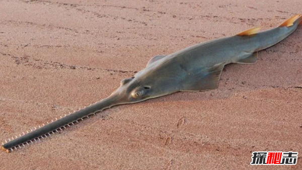 史上最可怕的十種魚(yú)類(lèi) 第四、第八能改變性別(均已捕獲)