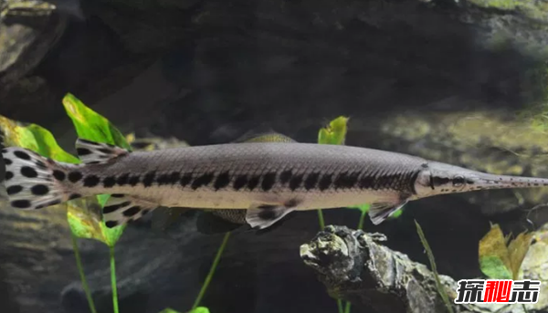 史上最可怕的十種魚(yú)類(lèi) 第四、第八能改變性別(均已捕獲)