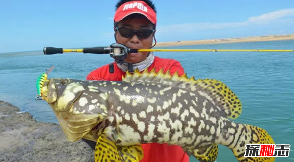 史上最可怕的十種魚(yú)類(lèi) 第四、第八能改變性別(均已捕獲)