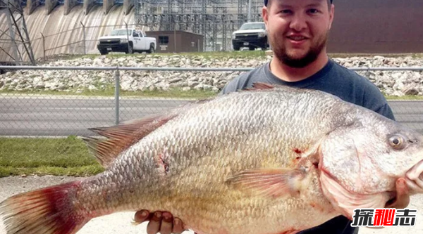 史上最可怕的十種魚(yú)類(lèi) 第四、第八能改變性別(均已捕獲)