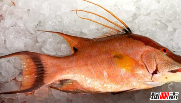 史上最可怕的十種魚(yú)類(lèi) 第四、第八能改變性別(均已捕獲)