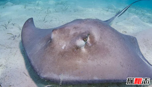 史上最可怕的十種魚(yú)類(lèi) 第四、第八能改變性別(均已捕獲)