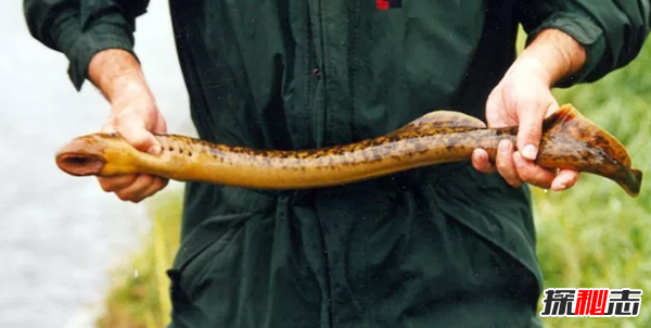 史上最可怕的十種魚(yú)類(lèi) 第四、第八能改變性別(均已捕獲)