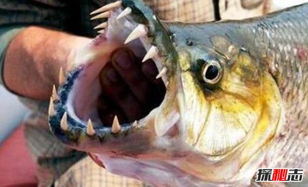 史上最恐怖的魚(yú)類(lèi)：虎魚(yú)口大牙齒鋒利（至少吃了500人）