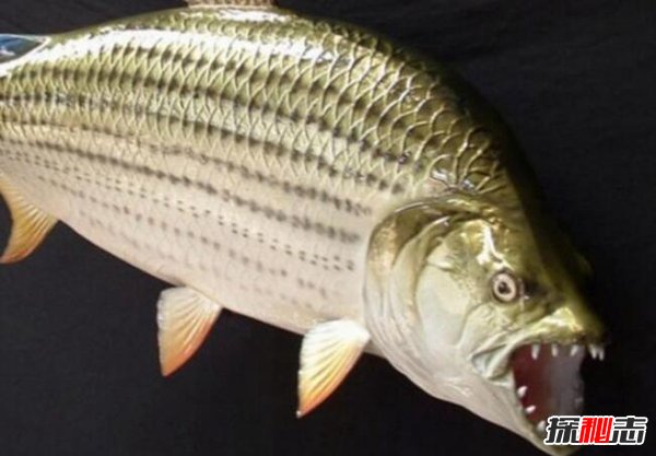 史上最恐怖的魚(yú)類(lèi)：虎魚(yú)口大牙齒鋒利（至少吃了500人）