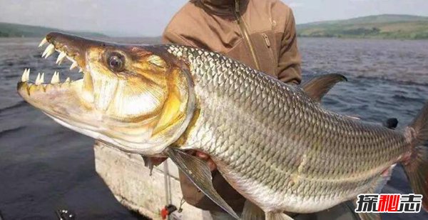史上最恐怖的魚(yú)類(lèi)：虎魚(yú)口大牙齒鋒利（至少吃了500人）