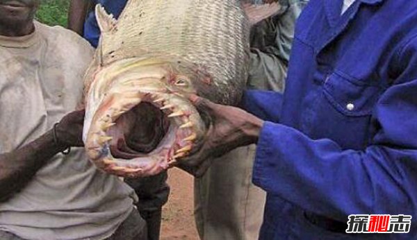 史上最恐怖的魚(yú)類(lèi)：虎魚(yú)口大牙齒鋒利（至少吃了500人）