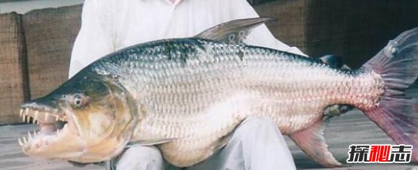 史上最恐怖的魚(yú)類(lèi)：虎魚(yú)口大牙齒鋒利（至少吃了500人）