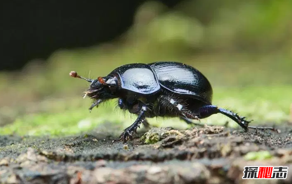 世界10大草原動(dòng)物 第九被用作機器人,第五惡臭無(wú)比