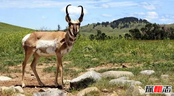 世界10大草原動(dòng)物 第九被用作機器人,第五惡臭無(wú)比