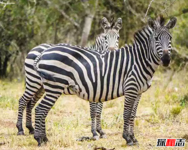 世界10大草原動(dòng)物 第九被用作機器人,第五惡臭無(wú)比