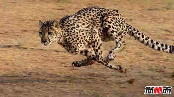 世界10大草原動(dòng)物 第九被用作機器人,第五惡臭無(wú)比