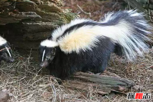 世界10大草原動(dòng)物 第九被用作機器人,第五惡臭無(wú)比